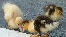 Baby ducks, picture courtesy of Lauren