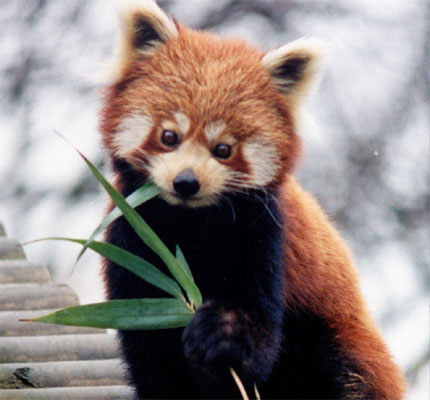 A picture of a red panda