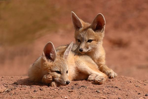 Kit foxy foxy fox