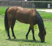 pic of horse