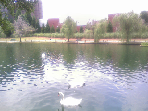 swans2.jpg